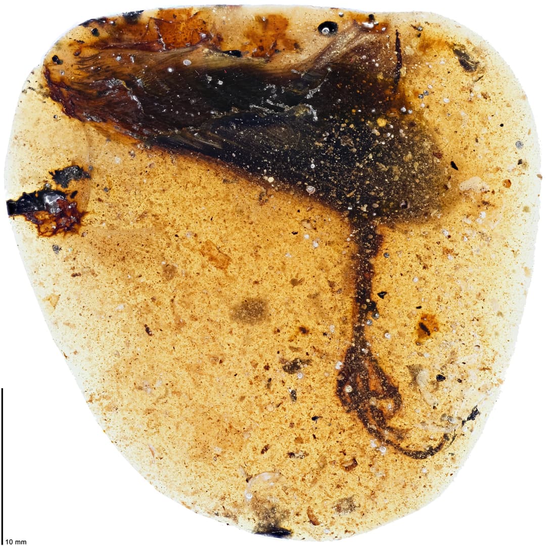 An enantiornithine bird leg trapped in amber