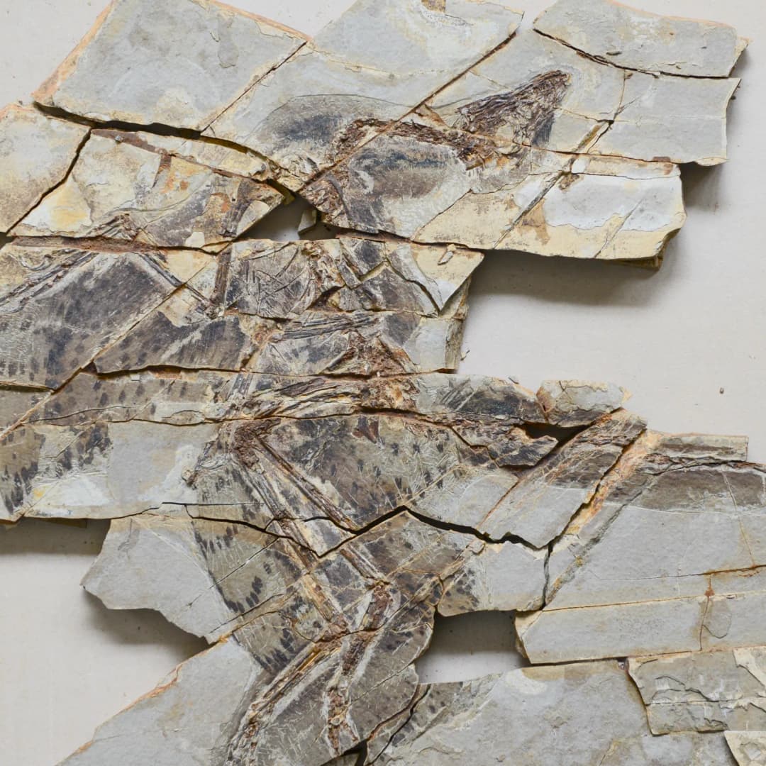Image of anchiornis fossil