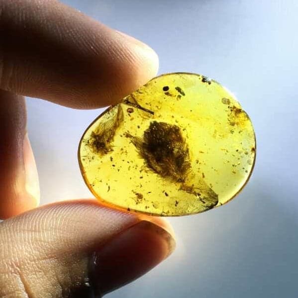 Image of a small piece of amber with enantiornithine feathers