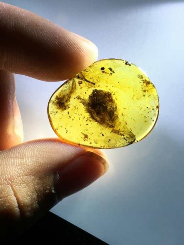 Image of amber preserving enantiornithine feathers