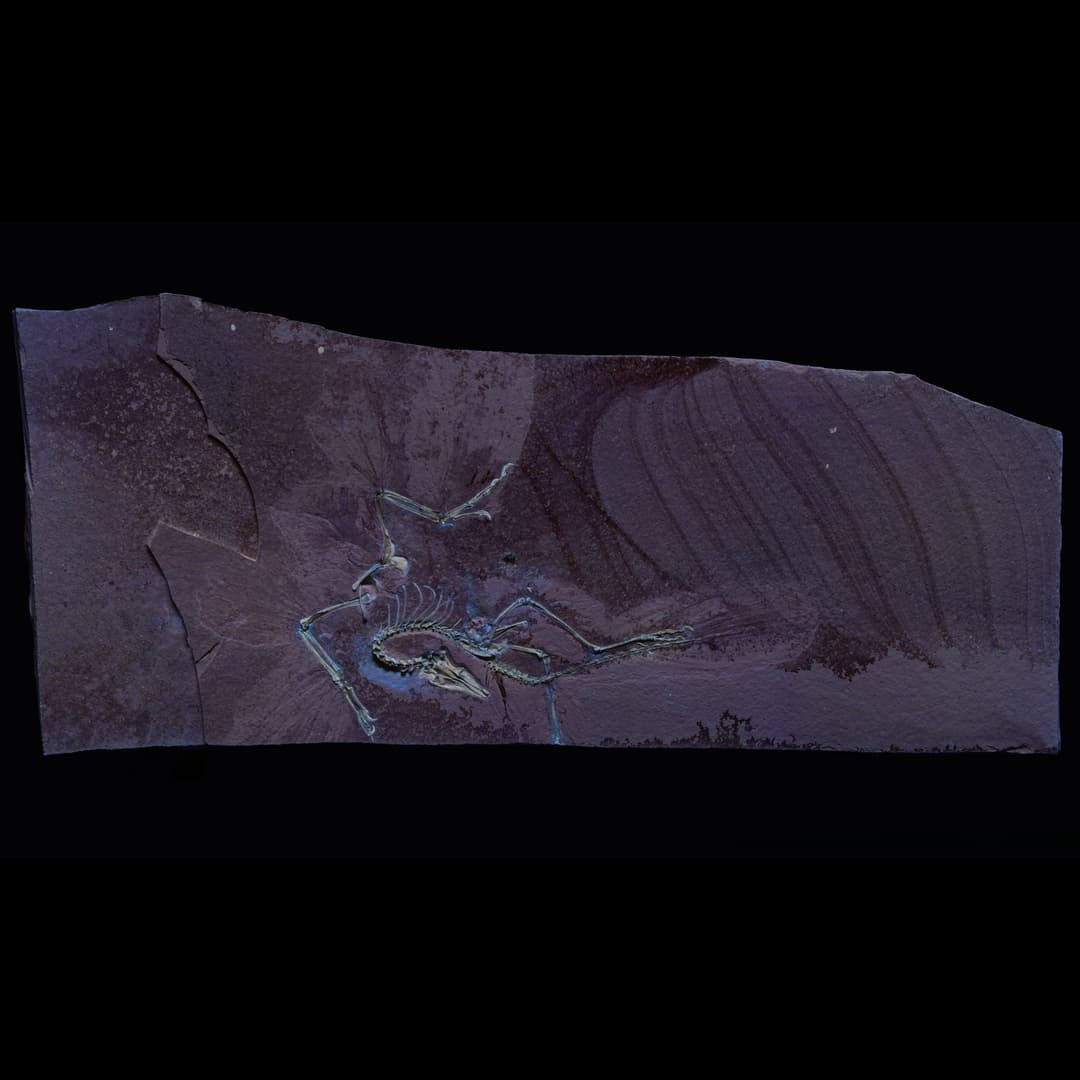 Image of the Chicago Archaeopteryx fossil