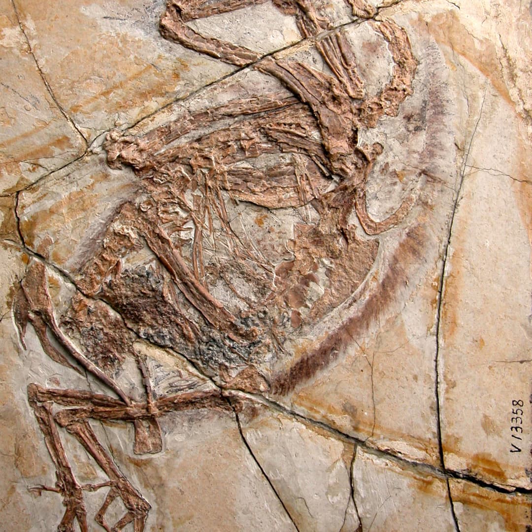Stones in the guts of a Yanornis