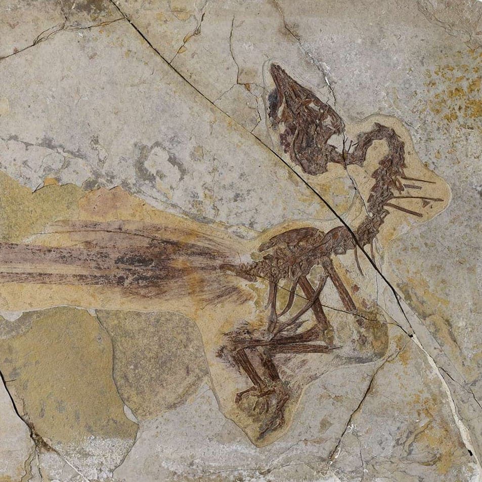 Yuanchuavis, an enantiornithine bird