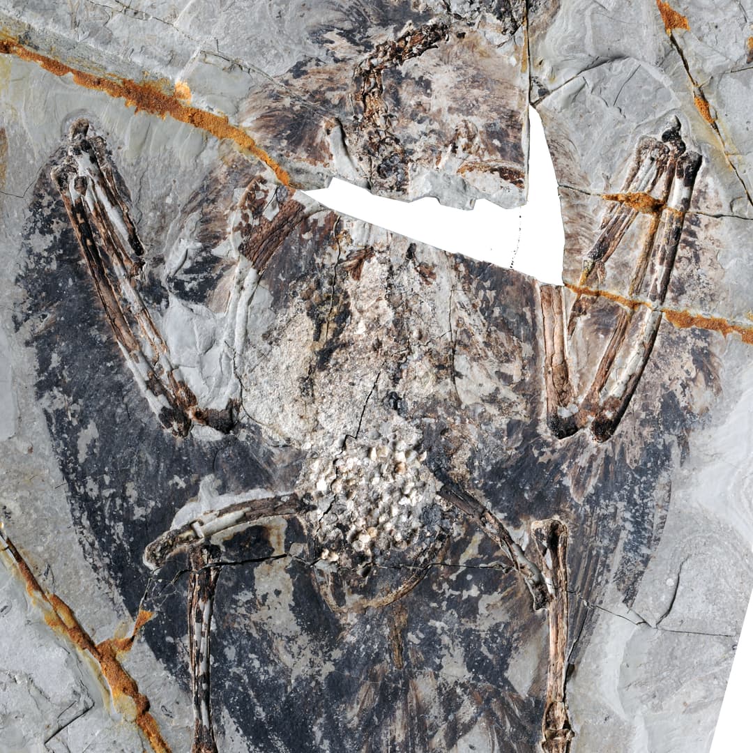 Fossilized lungs in an Archaeorhynchus