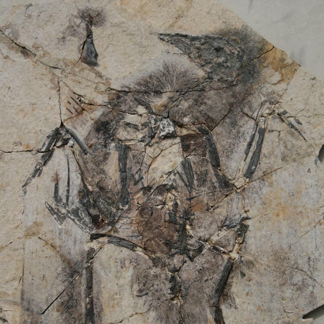 Fossilized ovaries in an enantiornithine bird