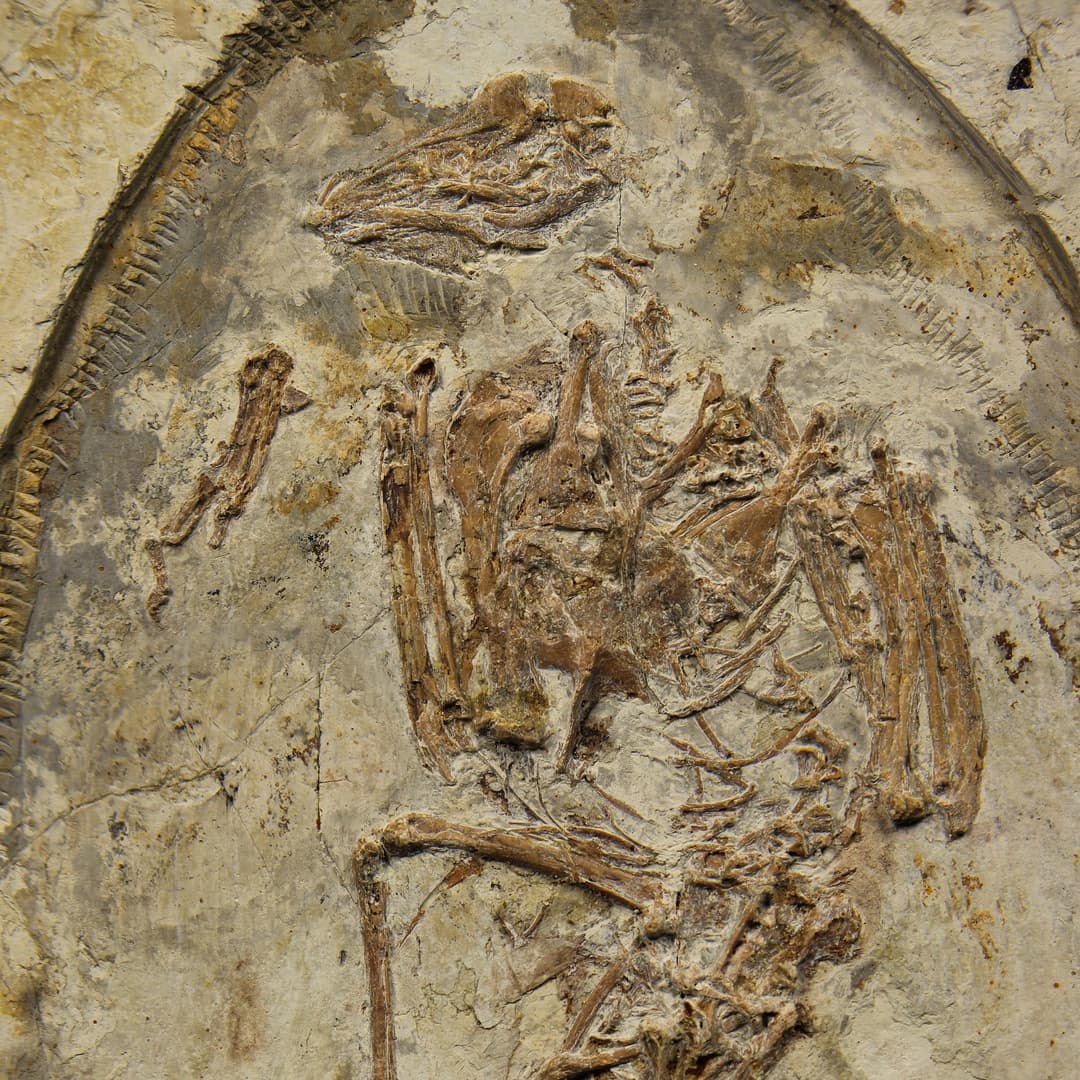 Image of a enantiornithine fossil