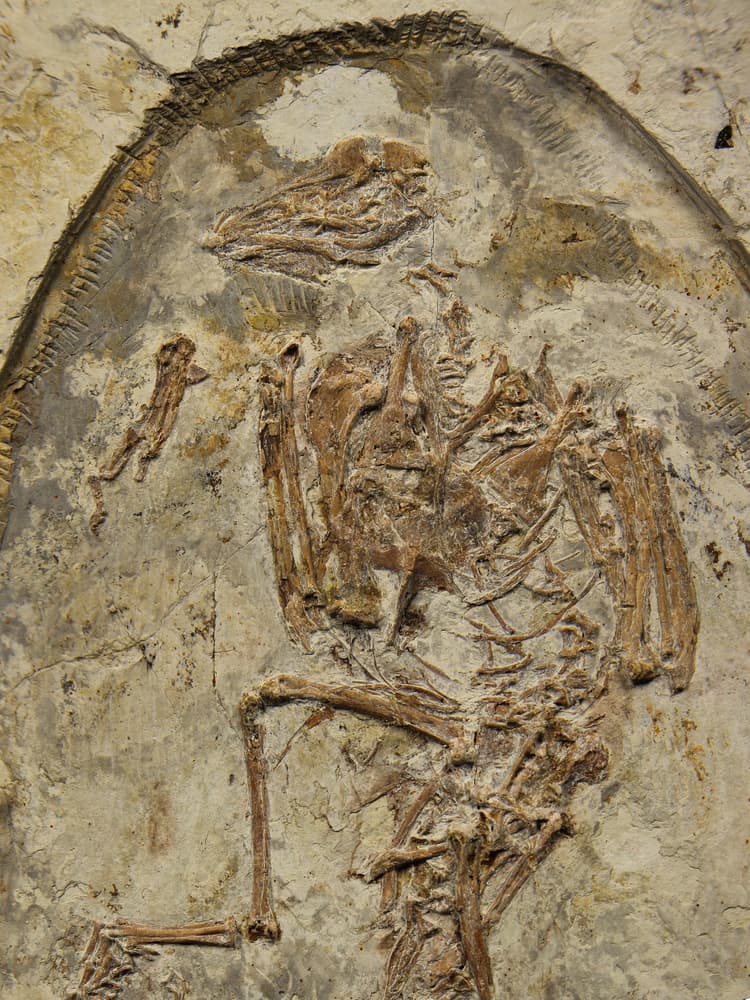 Image of a enantiornithine fossil