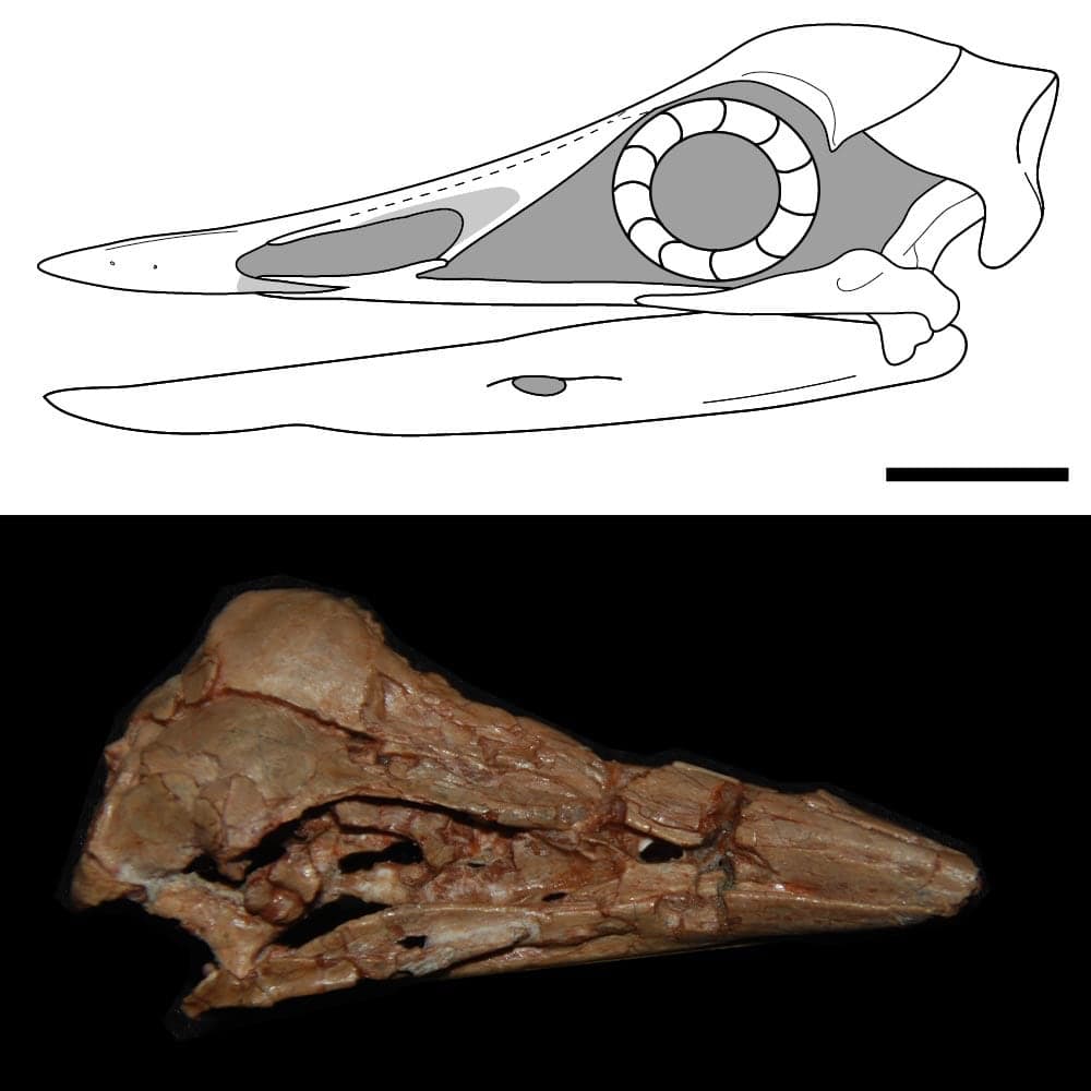 A Late Cretaceous enantiornithine skull