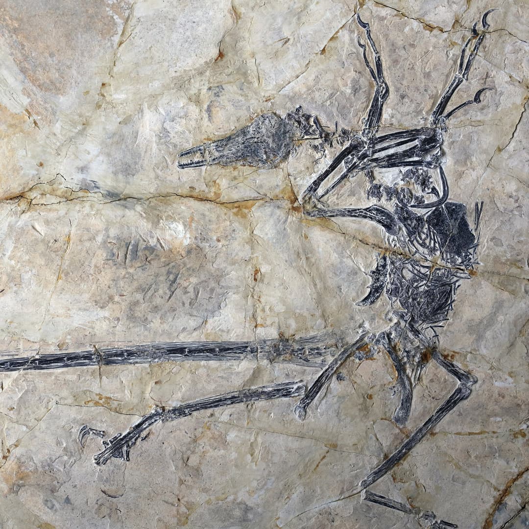 A microraptor with a lizard in its stomach