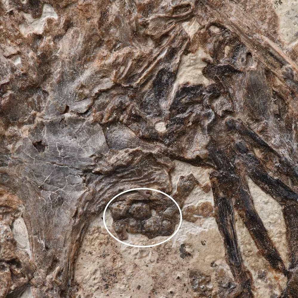Silicified soft tissue in the abdomen of an enantiornithine bird
