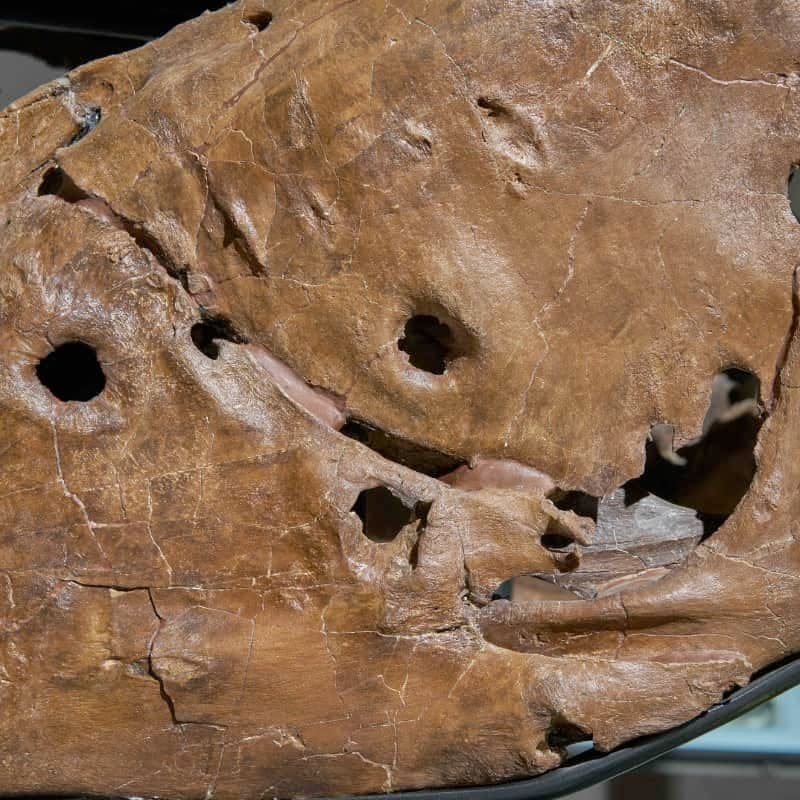 Holes in the jaw of SUE the T. rex